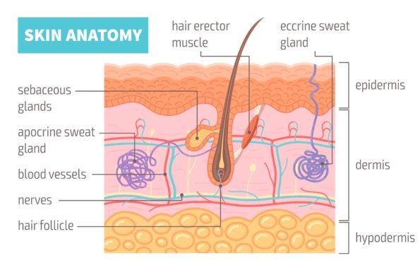 skin anatomy Summarising The Benefits of LED Light Therapy for Scalp and Hair Growth