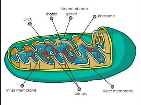 Mitochondria are small, bean-shaped organelles often called the "powerhouses" of the cell