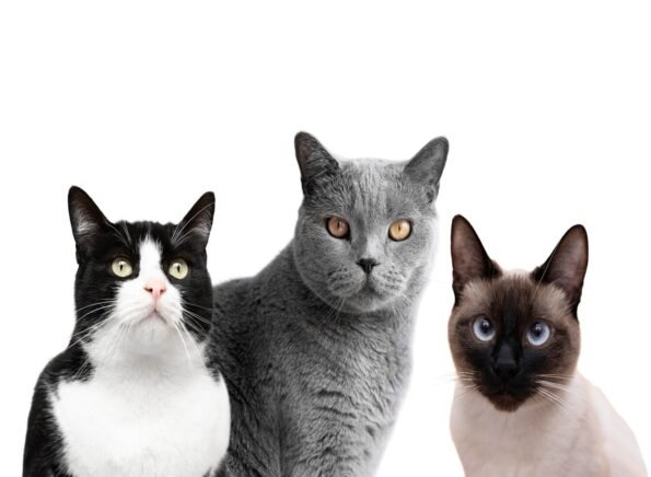 adorable different breeds of cats in group photo for red light therapy health benefits for cats wisdom article blog post