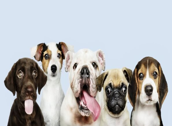 Pain Relief, Wound Healing, and More: Harness Red Light Therapy for Your Dog 2 adorable puppies different breeds of dog in group photo for red light therapy health benefits for dogs wisdom article blog post
