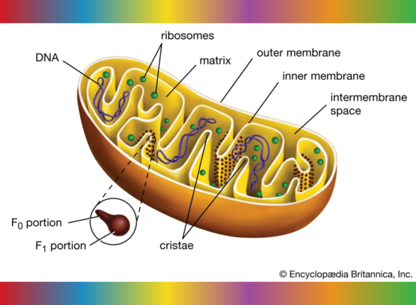 Mitochondria: Their Crucial Role in Health and Disease 1 mitochondria diagram by Encyclopaedia Britannica, Inc
