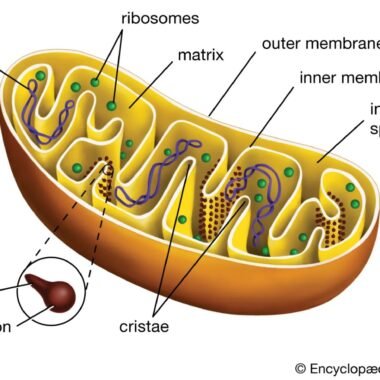 Mitochondria: Their Crucial Role in Health and Disease