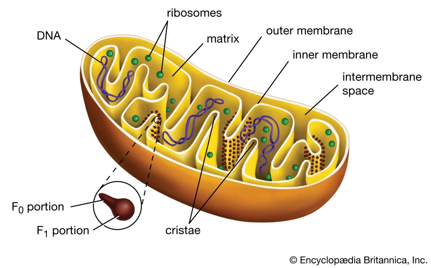 mitochondria