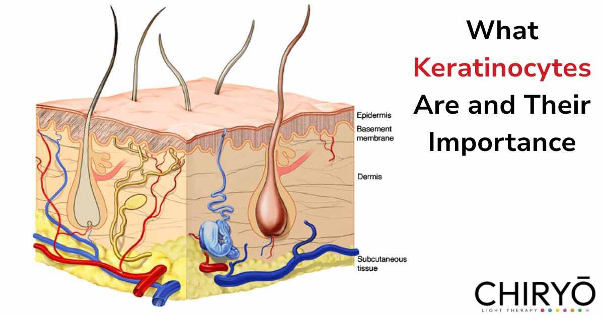 Here Is a breakdown of what Keratinocytes are and their importance
